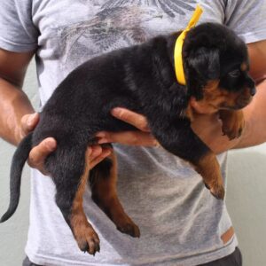 rottweiler verkaufen