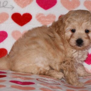 GAVYN: Männlich Mini Goldendoodle zu verkaufen - Recognized Doodle ...