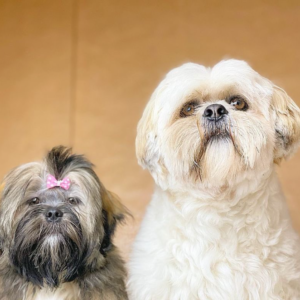 Lhasa Apso Welpen zu verkaufen