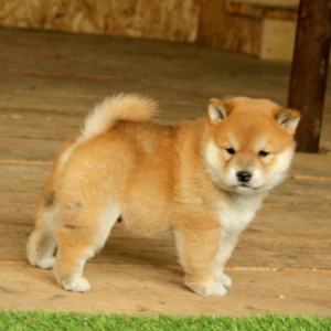 Shiba Inu Welpen zu verkaufen ( Rüde und Hündin ) - walfflespoo.store