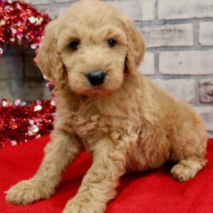 goldendoodle welpen kaufen nrw