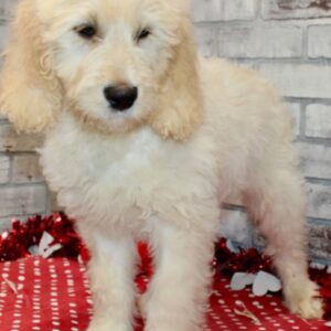 goldendoodle welpen züchter hessen