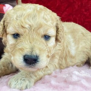 goldendoodle welpen züchter bayern