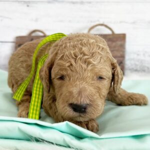 Cash: Männlich Mini Goldendoodle zu verkaufen - Recognized Doodle ...