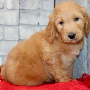 goldendoodle zu kaufen