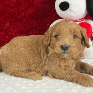 VIC: Männlich Mini Goldendoodle zu verkaufen - Recognized Doodle ...