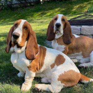 Basset Hound Welpen zu verkaufen ( Rüde und Hündin ) - walfflespoo.store