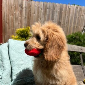 goldendoodle bayern