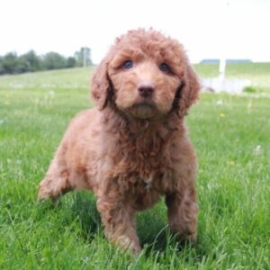 goldendoodle erfahrungen