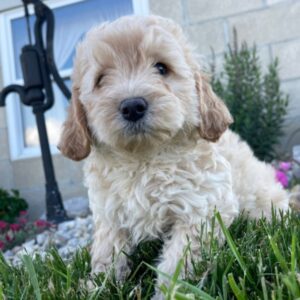 goldendoodle f1b medium