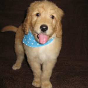 goldendoodle hessen