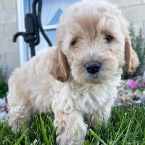 goldendoodle in not baden-württemberg