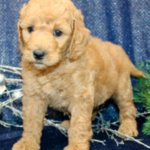 goldendoodle kaufen schweiz