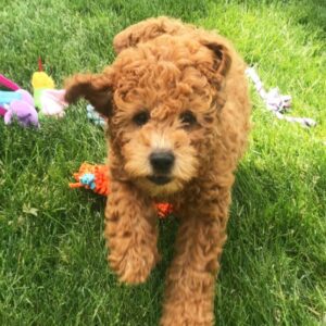 goldendoodle medium kaufen