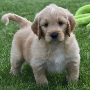 goldendoodle medium züchter baden-württemberg