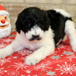 goldendoodle medium züchter deutschland