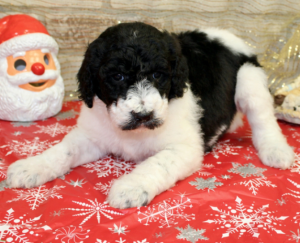 goldendoodle medium züchter deutschland