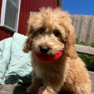 goldendoodle mini welpen kaufen