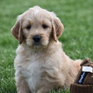 goldendoodle mini welpen