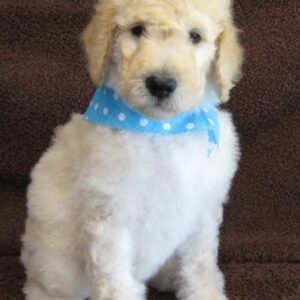 goldendoodle mini züchter baden