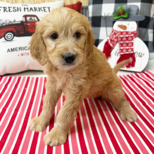 goldendoodle mini züchter bayern