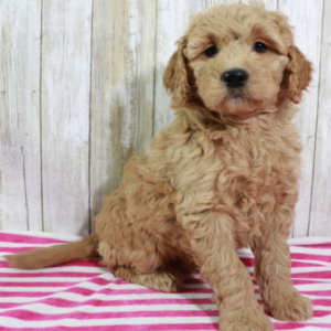 goldendoodle mini züchter niedersachsen