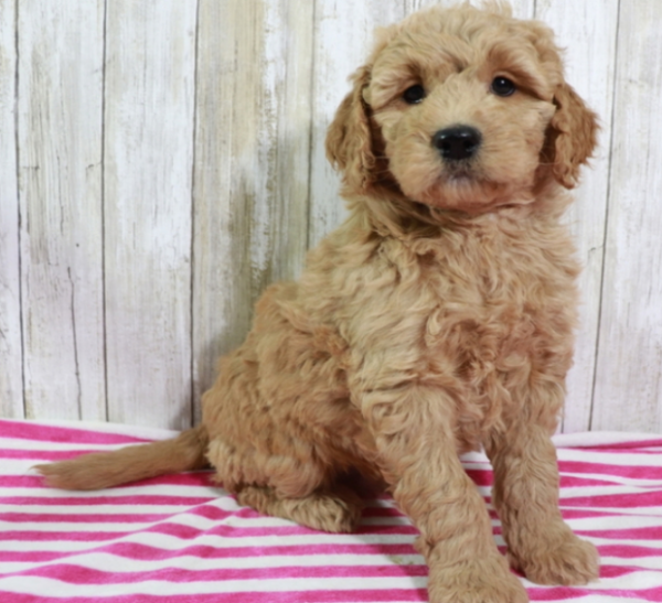 goldendoodle mini züchter niedersachsen