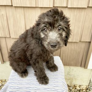 goldendoodle niedersachsen