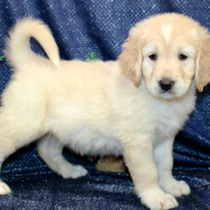 goldendoodle schleswig holstein