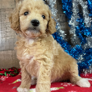 goldendoodle standard züchter