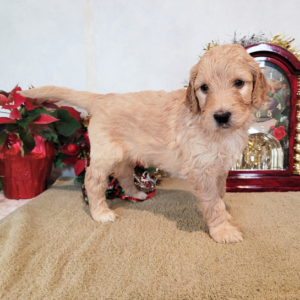 goldendoodle tierheim bayern