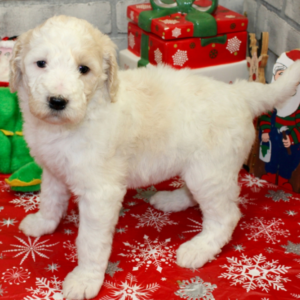 goldendoodle zucht bayern