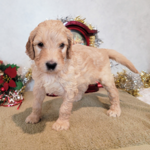 goldendoodle zucht deutschland