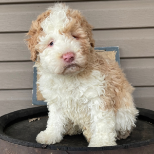 goldendoodle zucht nrw