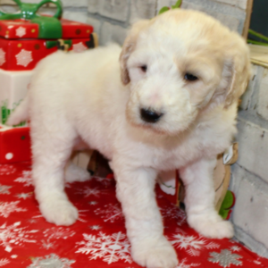 goldendoodle züchter düsseldorf