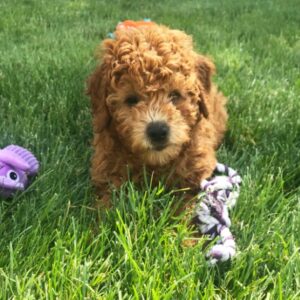 goldendoodle züchter eifel