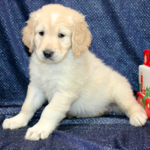 goldendoodle züchter nrw preis