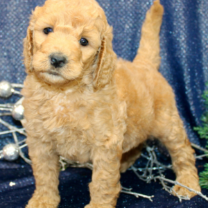 goldendoodle züchter nürnberg