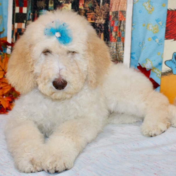 Stilvolle Mini Goldendoodle Züchter Nrw Bilder