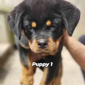 rottweiler ebay kleinanzeigen