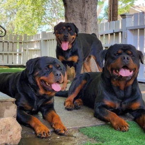 rottweiler kaufen österreich