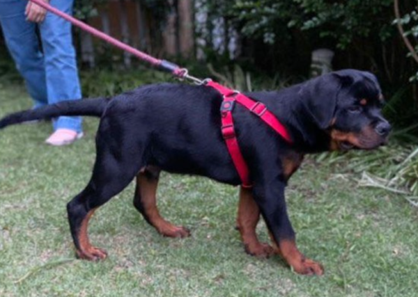 rottweiler züchter in der nähe