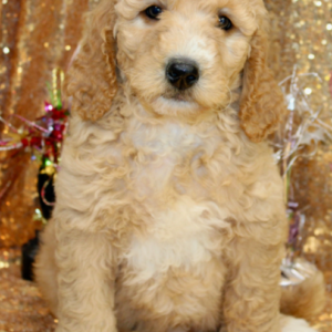 züchter goldendoodle mini