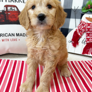 züchter goldendoodle nrw