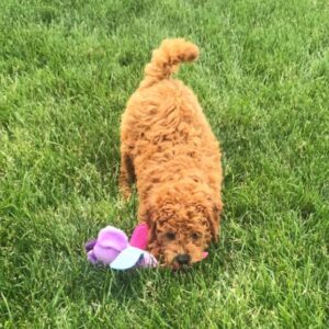 züchter goldendoodle